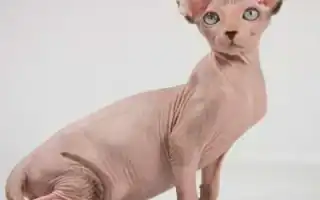 Донской сфинкс. Донской сфинкс фото.