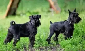 Окрасы цвергшнауцера. Цвергшнауцер черный с серебром.