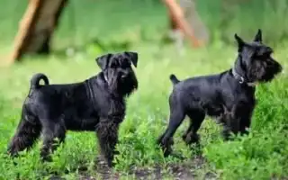 Окрасы цвергшнауцера. Цвергшнауцер черный с серебром.