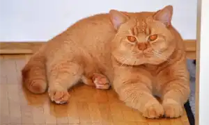 Рыжий британский кот и особенности его окраса