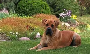 Бурбуль собака. Описание, особенности, виды, уход и цена породы бурбуль. Бурбуль собака фото.