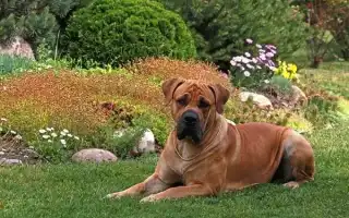 Бурбуль собака. Описание, особенности, виды, уход и цена породы бурбуль. Бурбуль собака фото.