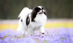 Японский хин собака