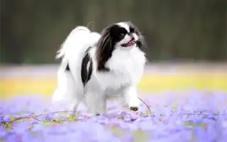 Японский хин собака