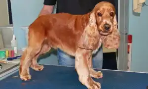 Как подстричь английского кокер-спаниеля: типы стрижек и необходимые инструменты для проведения процедуры