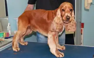 Как подстричь английского кокер-спаниеля: типы стрижек и необходимые инструменты для проведения процедуры