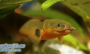 Каламоихт рыба как змея