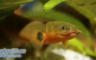 Каламоихт рыба как змея