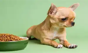 Виды кормов для собак мелких пород от Грандорф. Грандорф для собак мелких пород.