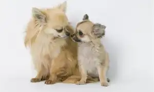 Сколько лет собаке по человеческим меркам