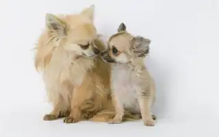 Сколько лет собаке по человеческим меркам