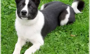 Карельская медвежья собака. Карельская медвежья собака.