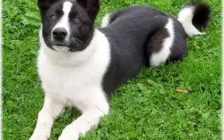 Карельская медвежья собака. Карельская медвежья собака.