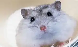 Как определить пол хомяка