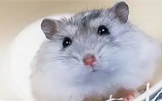 Как определить пол хомяка