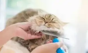 Как правильно ухаживать за домашними животными. Уход за домашними животными.