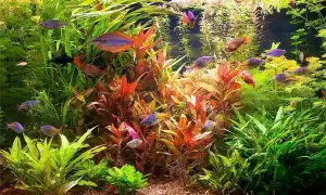 Уход за растениями в аквариуме. Трава для аквариума.