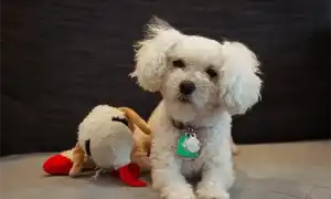 Мальтийская болонка