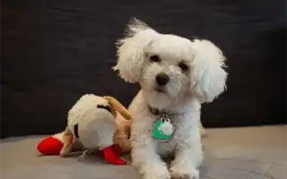 Мальтийская болонка