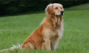 Самые большие породы собак: описание, фото, плюсы и минусы содержания