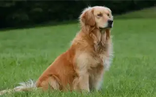 Самые большие породы собак: описание, фото, плюсы и минусы содержания