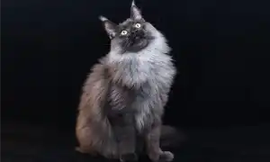 Окрасы мейн-кунов: фото и таблица кодировок