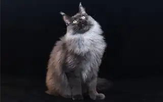 Окрасы мейн-кунов: фото и таблица кодировок