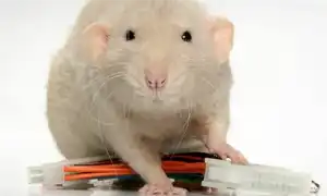 Как назвать крысу