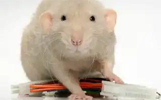 Как назвать крысу