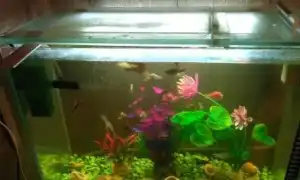 Аквариумы на 30 литров: размеры, количество рыб и их выбор. Аквариум 30 литров.