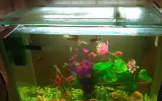 Аквариумы на 30 литров: размеры, количество рыб и их выбор. Аквариум 30 литров.