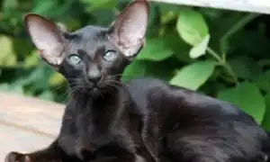 Описание и условия содержания черных ориентальных кошек. Ориентальная кошка черная.