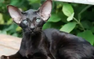 Описание и условия содержания черных ориентальных кошек. Ориентальная кошка черная.