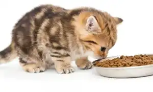 Чем кормить котенка – рацион и особенности правильного питания. Чем кормить котенка.