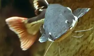 Виды аквариумных сомов. Рыба похожая на сома.