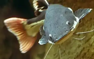 Виды аквариумных сомов. Рыба похожая на сома.