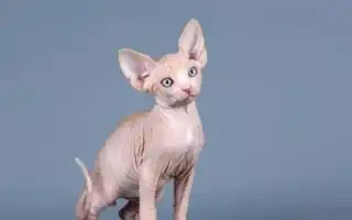 Как назвать кота породы сфинкс. Как назвать сфинкса мальчика.