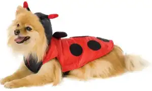 Одежда для шпица мальчика и девочки: костюм, комбинезон. Одежда для шпица.