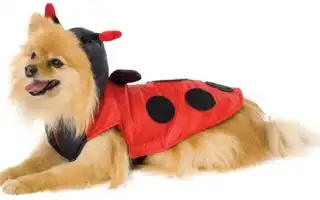 Одежда для шпица мальчика и девочки: костюм, комбинезон. Одежда для шпица.