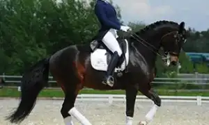 Польза и вред конного спорт для детей и взрослых – где лучше брать уроки конного спорта. Катание на лошадях.