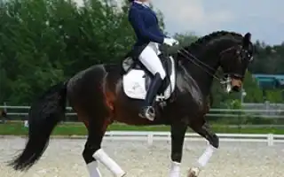 Польза и вред конного спорт для детей и взрослых – где лучше брать уроки конного спорта. Катание на лошадях.