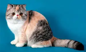 Экзотическая короткошерстная кошка. Экзотическая короткошерстная кошка.
