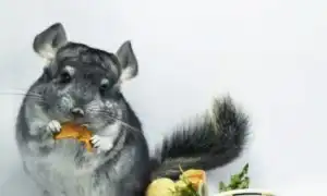 Как выбрать корм для шиншилл