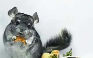 Как выбрать корм для шиншилл