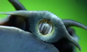 Зубы улитки: сколько их и как они расположены. Сколько зубов у улитки.