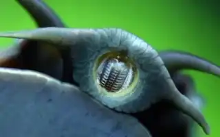 Зубы улитки: сколько их и как они расположены. Сколько зубов у улитки.