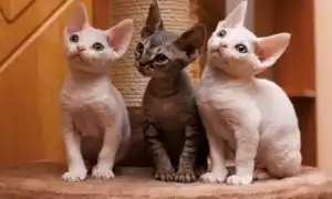 Кошки рекс: популярные породы и их содержание. Порода кошек рекс.