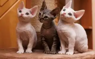 Кошки рекс: популярные породы и их содержание. Порода кошек рекс.