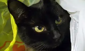 Бомбейская кошка или Бомбей – особенности породы и правила ухода. Бомбейская кошка фото.