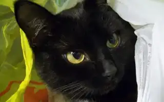 Бомбейская кошка или Бомбей – особенности породы и правила ухода. Бомбейская кошка фото.